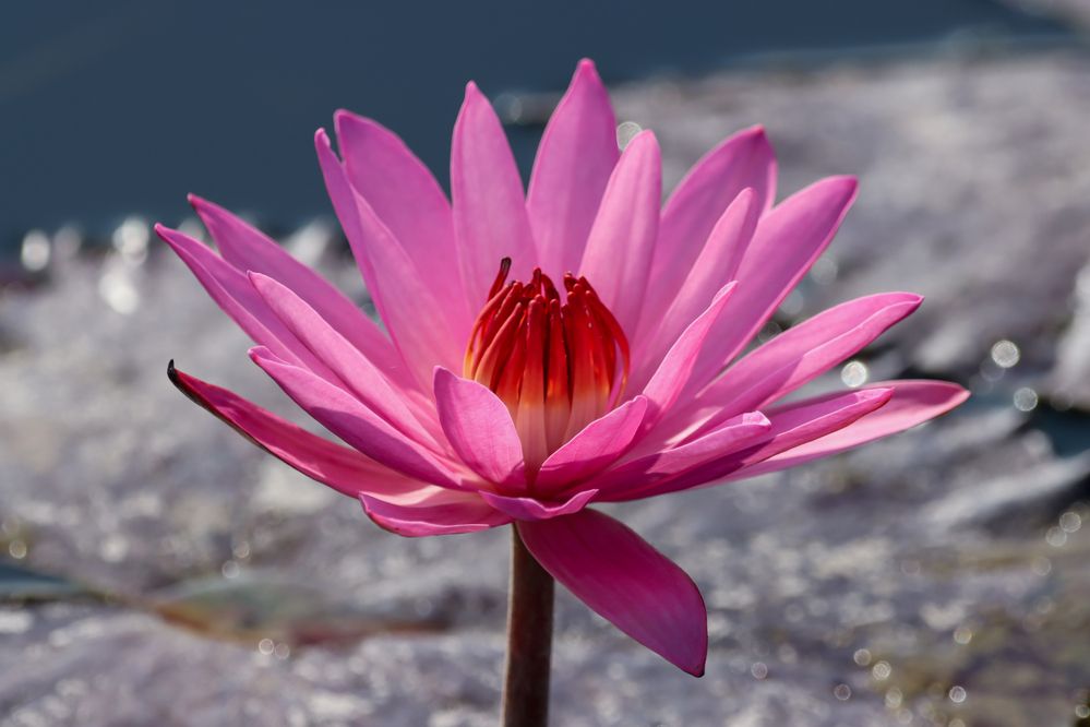 Water lily flower
