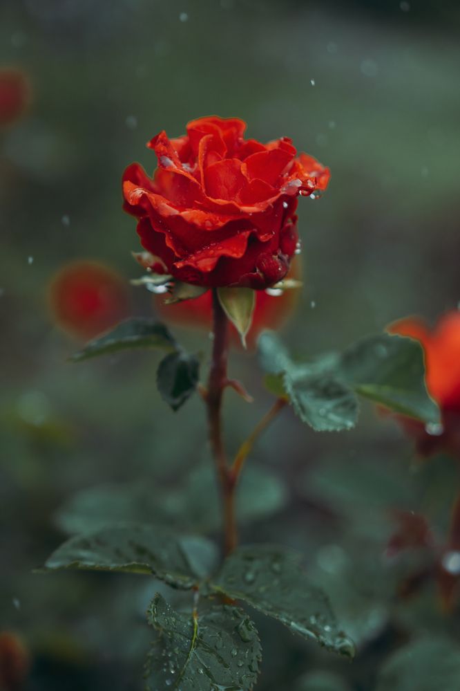 Photograph by Юлия Белоусова