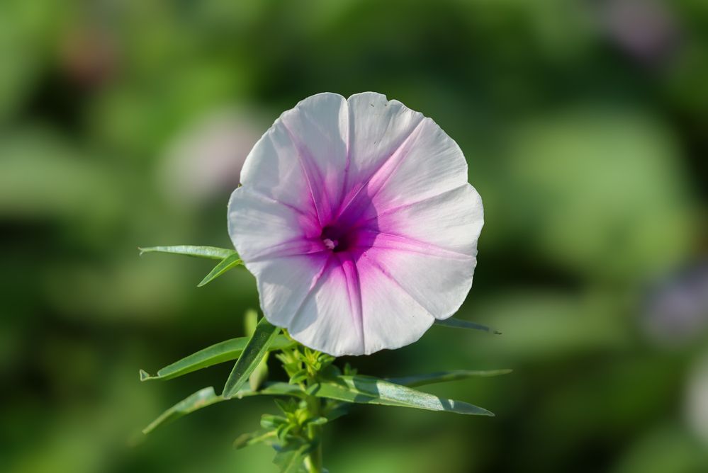 Photograph by Sugha Bapodara