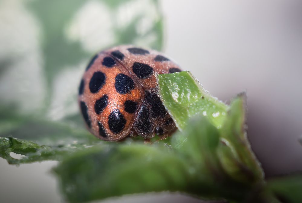 Photograph by Наталья Островцева