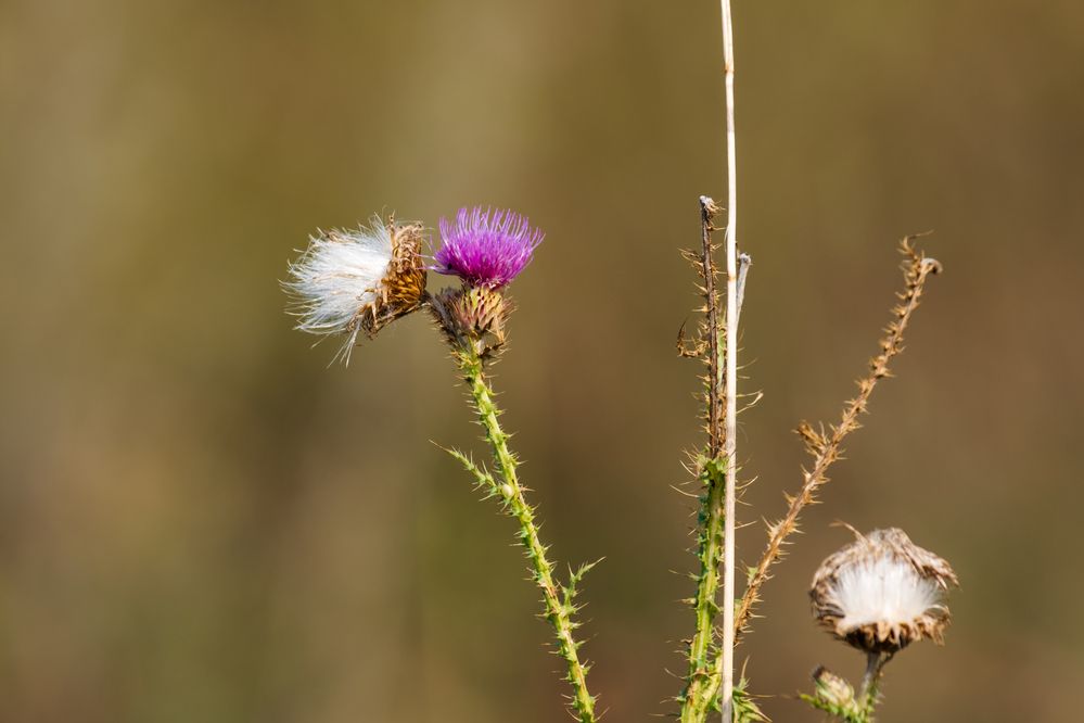 Photograph by Ангелина