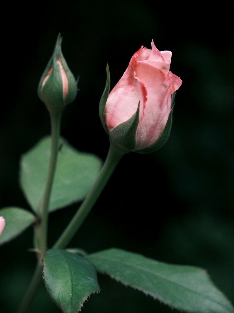 Photograph by Яна Истоцкая