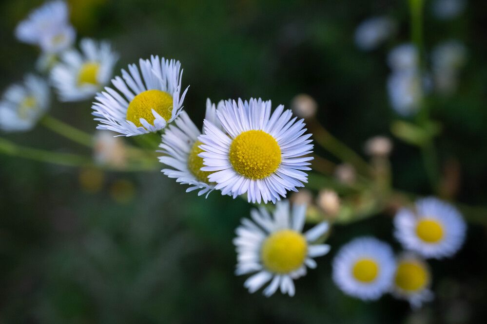 Photograph by Олег Дорошенко