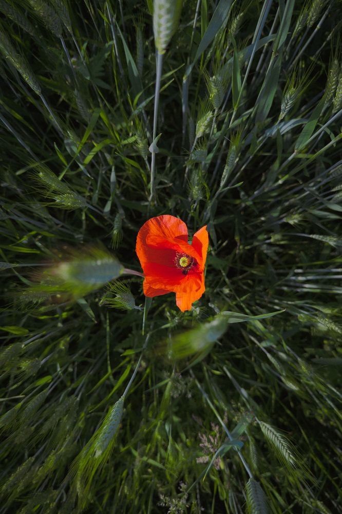 Фотография автора Геннадий Ломеко