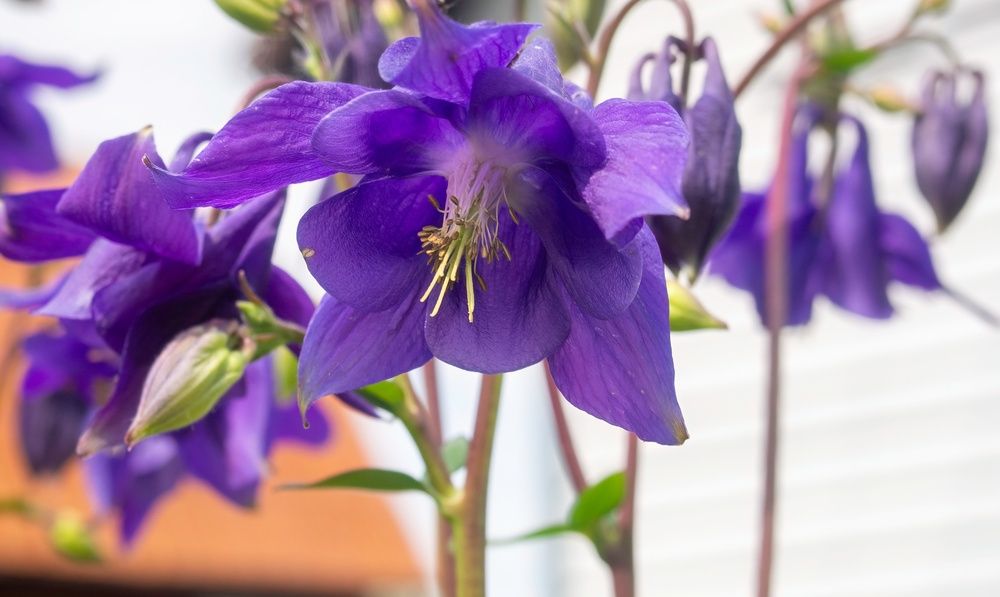 Фотография автора Ольга Зимина