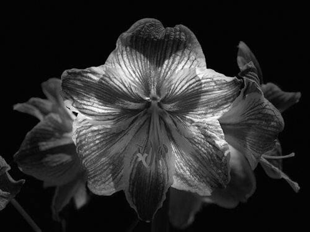 Photograph by CARMEN RAMON CAMI