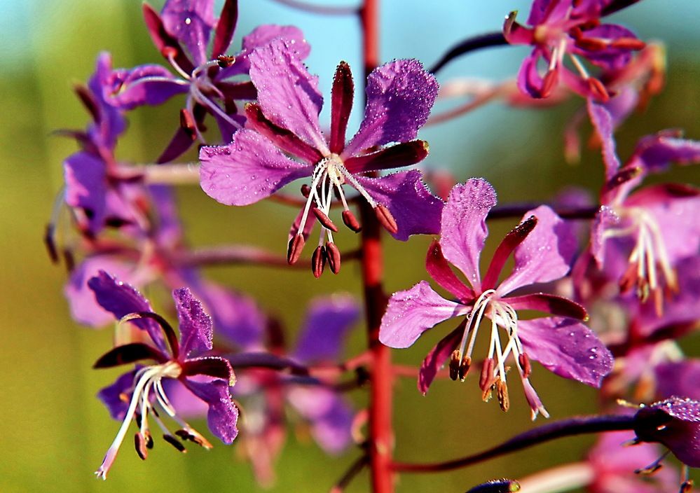 Photograph by Александр Лазебник