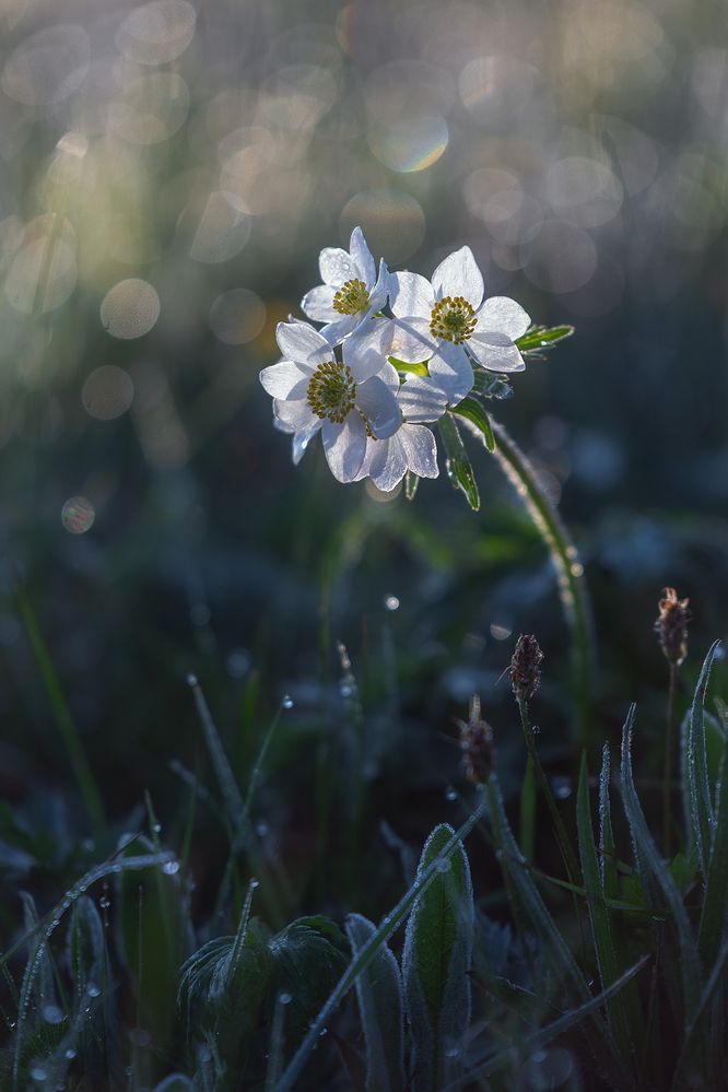 Photograph by Ekaterina Romanova