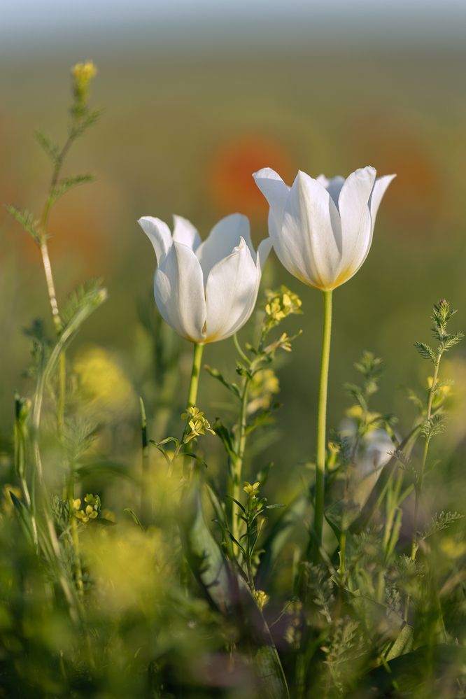 Photograph by Ekaterina Romanova