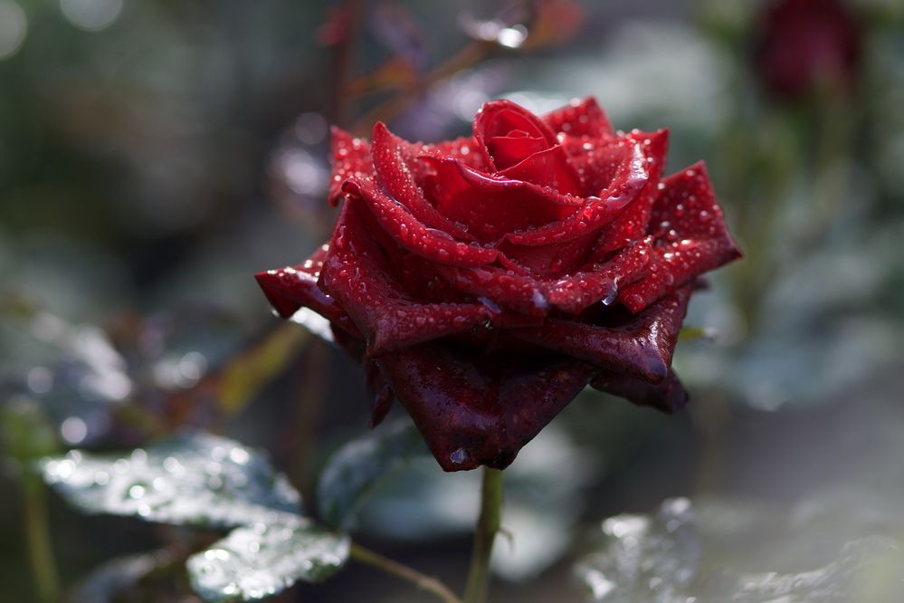 Photograph by Ольга Веретенникова