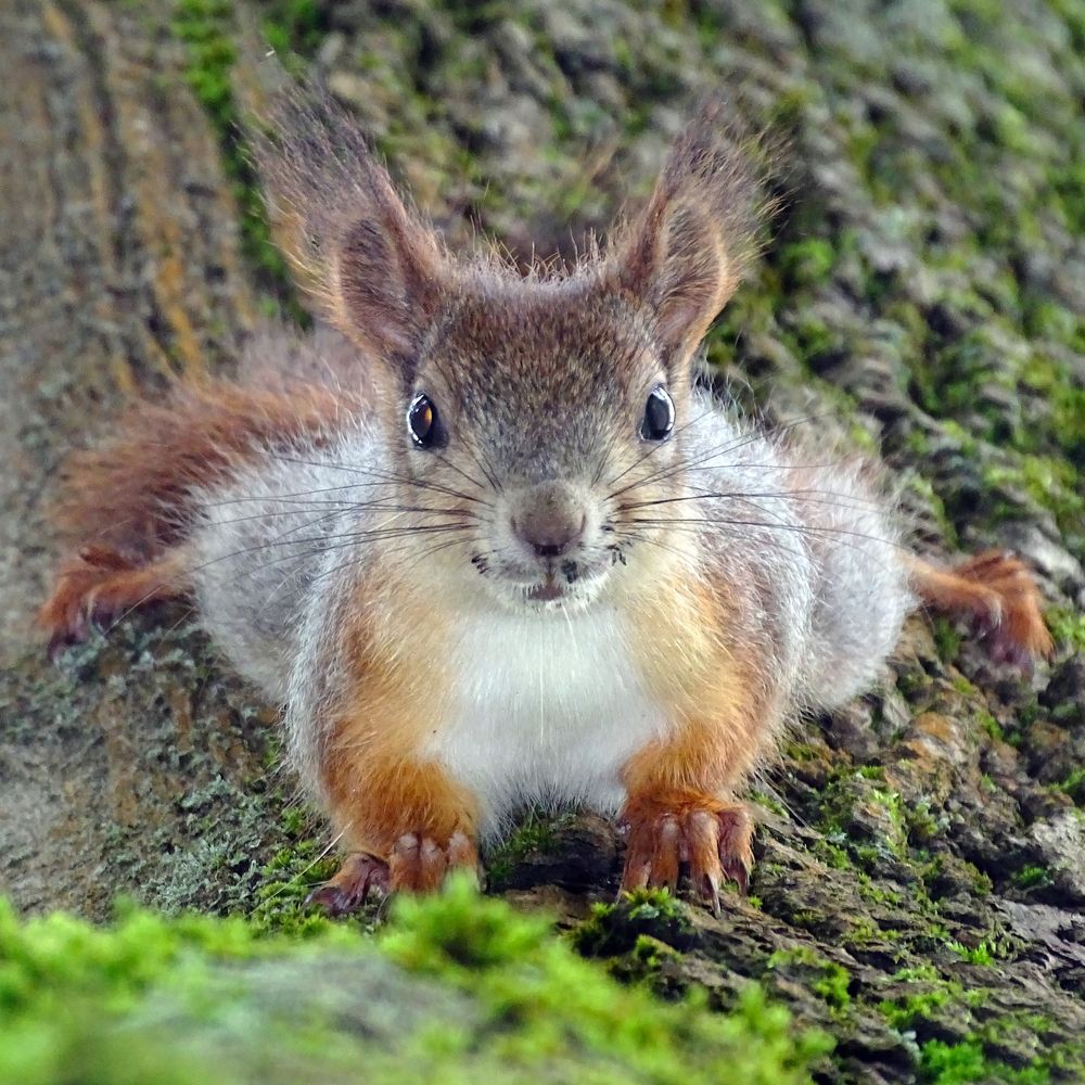 Любопытство