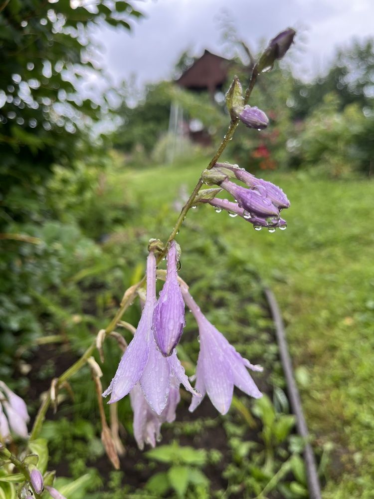 Фотография автора Виктория Ляпина