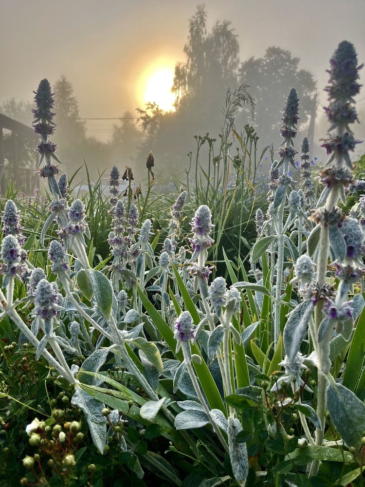 Фотография автора Виктория Ляпина