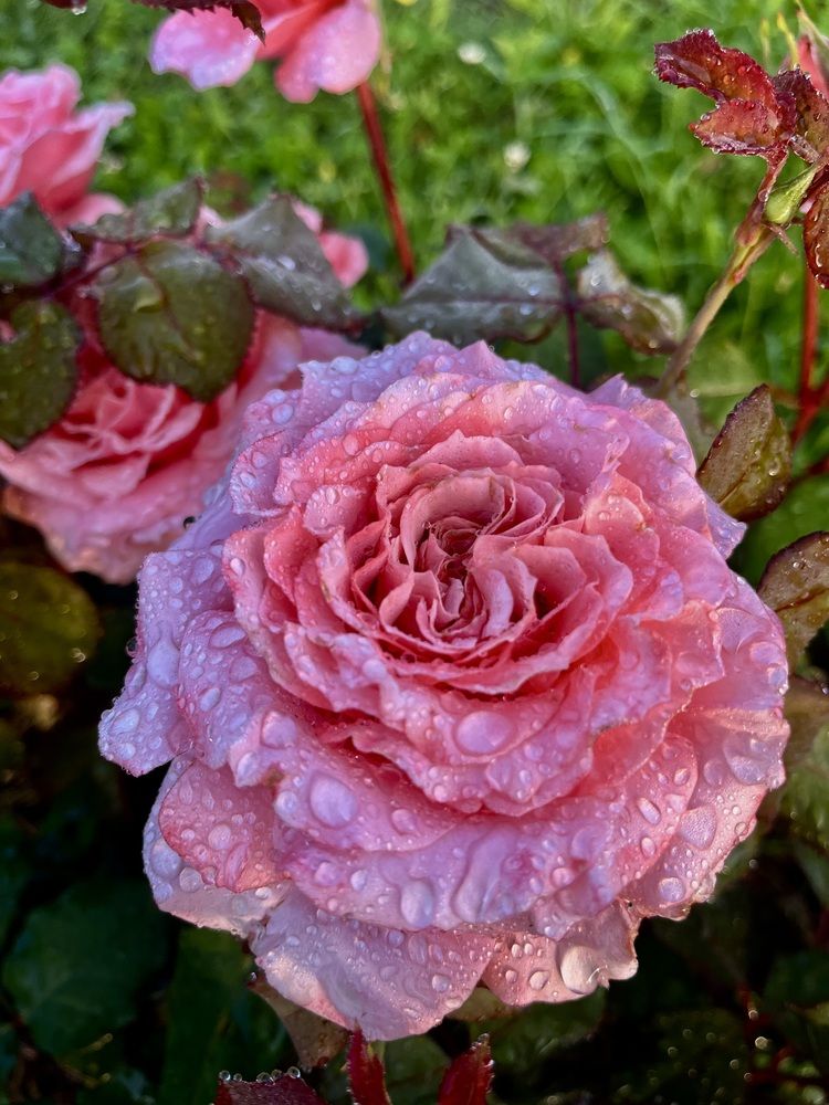 Фотография автора Виктория Ляпина