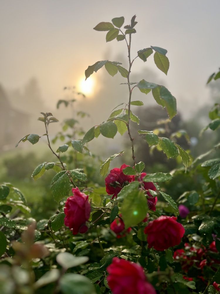 Фотография автора Виктория Ляпина