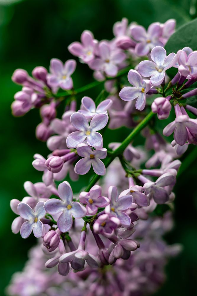 Photograph by Дана Трубиньш