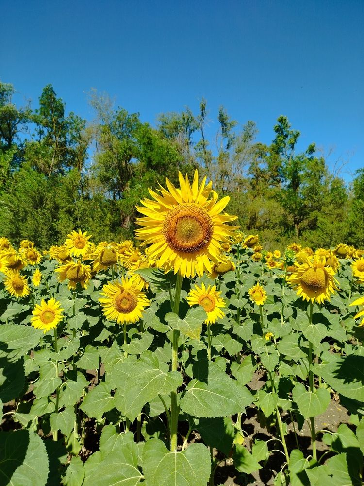 Photograph by Елизавета Слесарева
