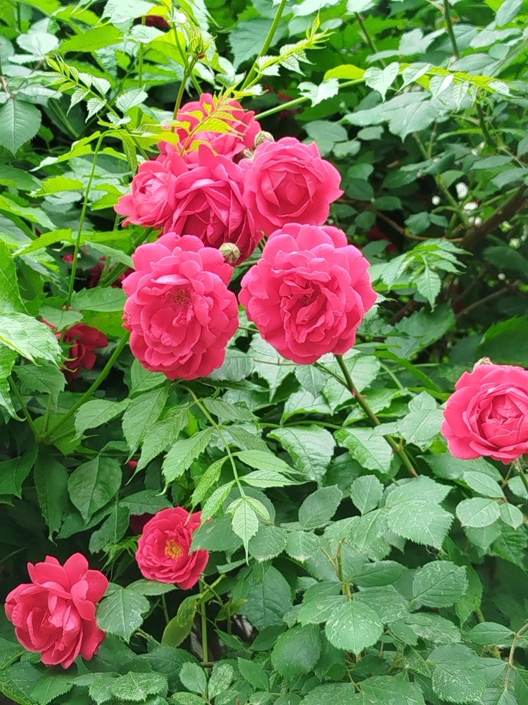 Photograph by Елизавета Слесарева