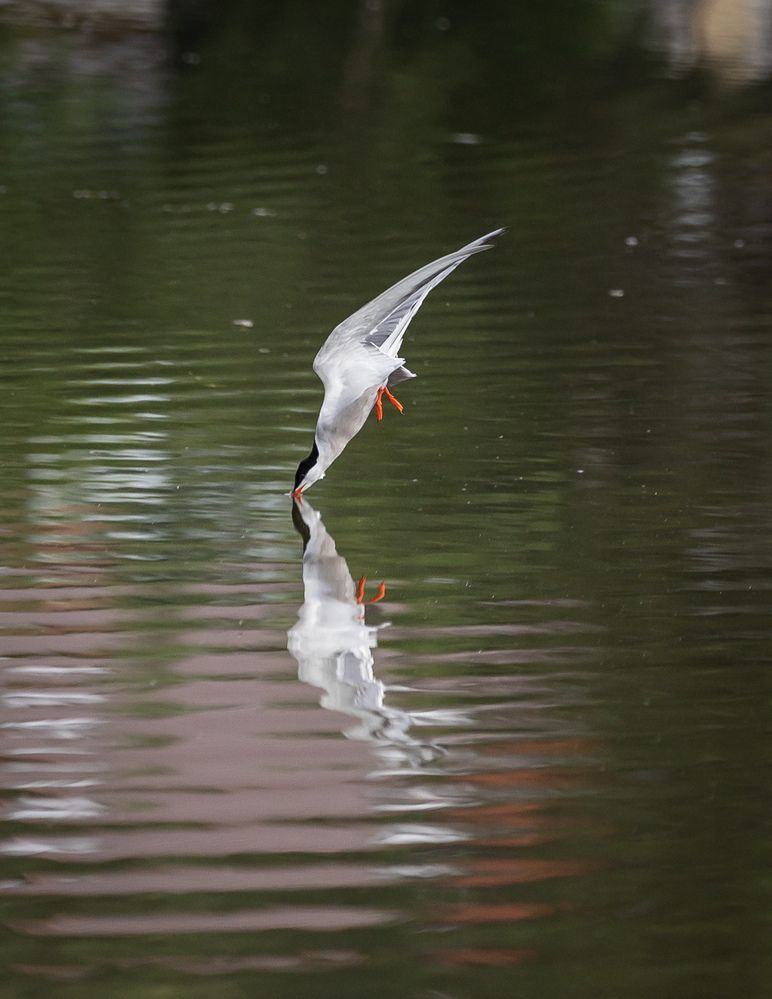 Photograph by Владимир Охрименко