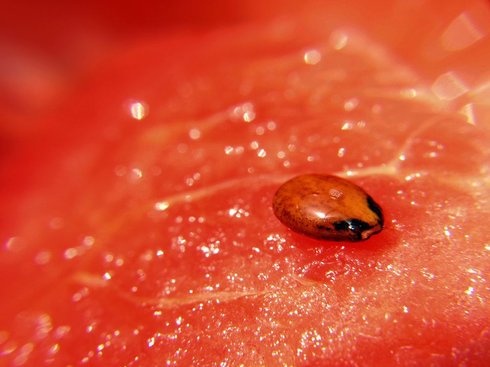 Photograph by Farid Ataei