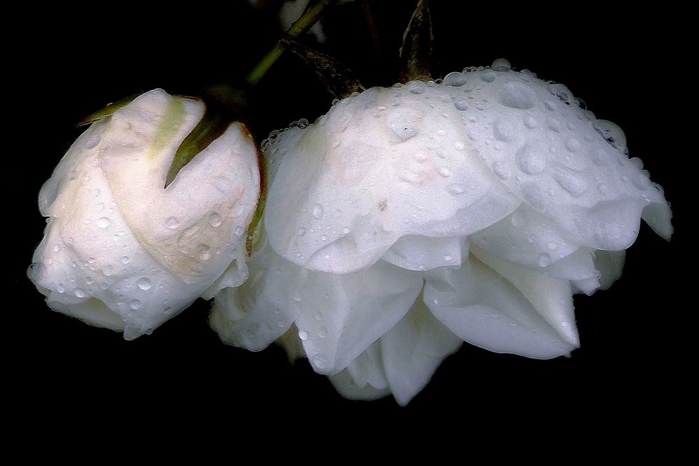 Фото  во  время  дождя