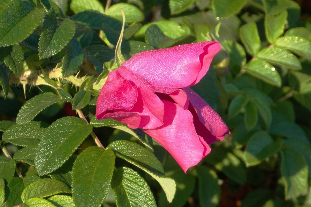 Первые  заморозки