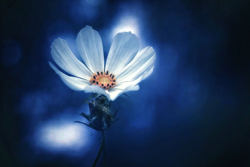 Photograph by Инна Карасева