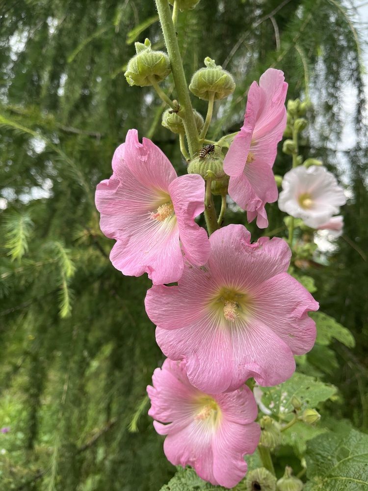 Фотография автора Виктория Ляпина