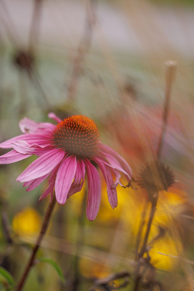 Фотография автора Дмитрий