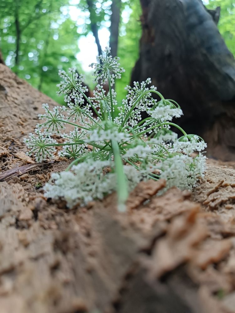 Photograph by Ольга Зимина