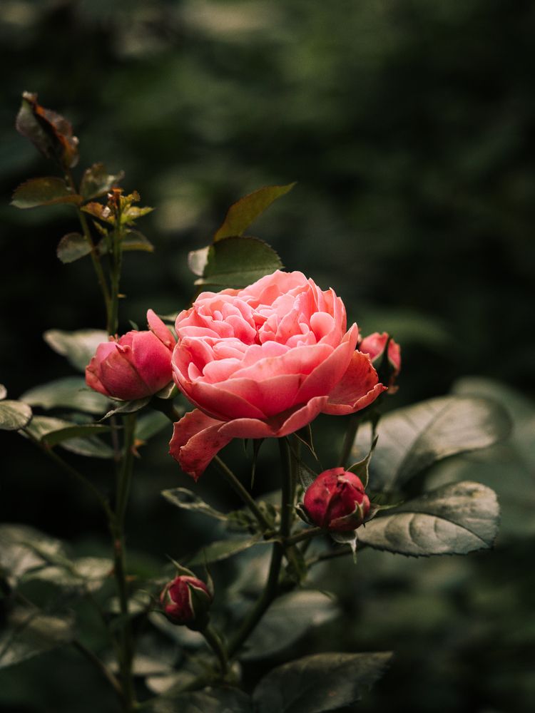 Photograph by Юлия Герман