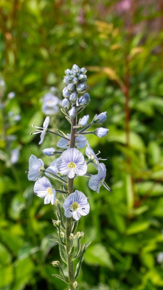 Фотография автора Ольга Зимина