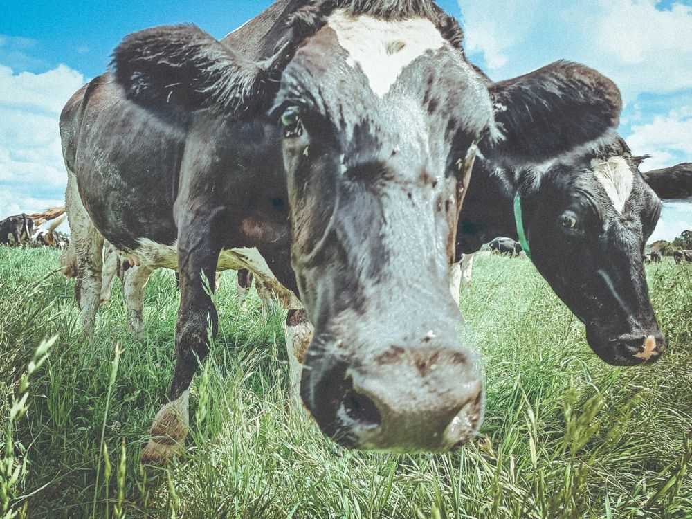 Фотография автора Ирина Романовская