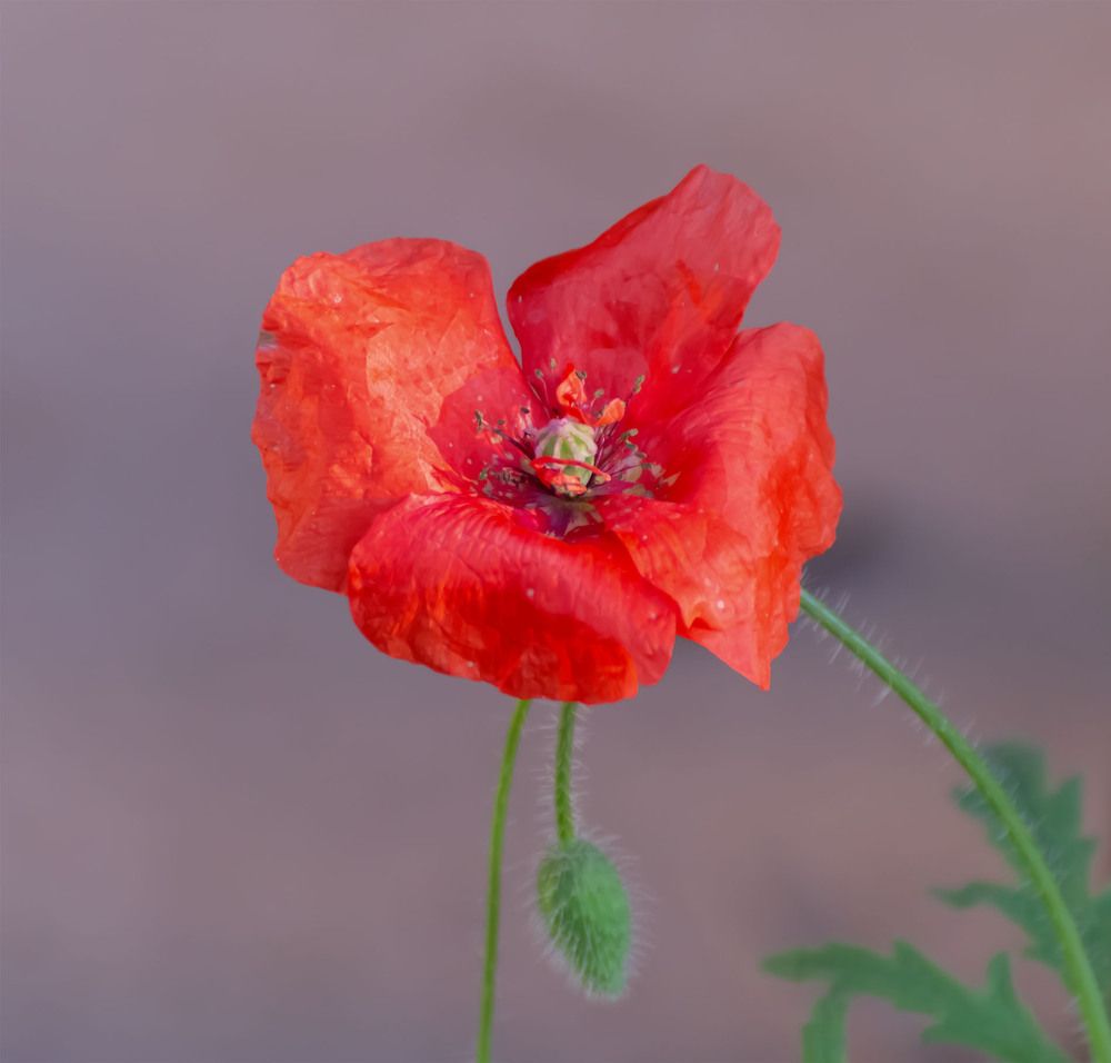 Photograph by Пушкин Сергей