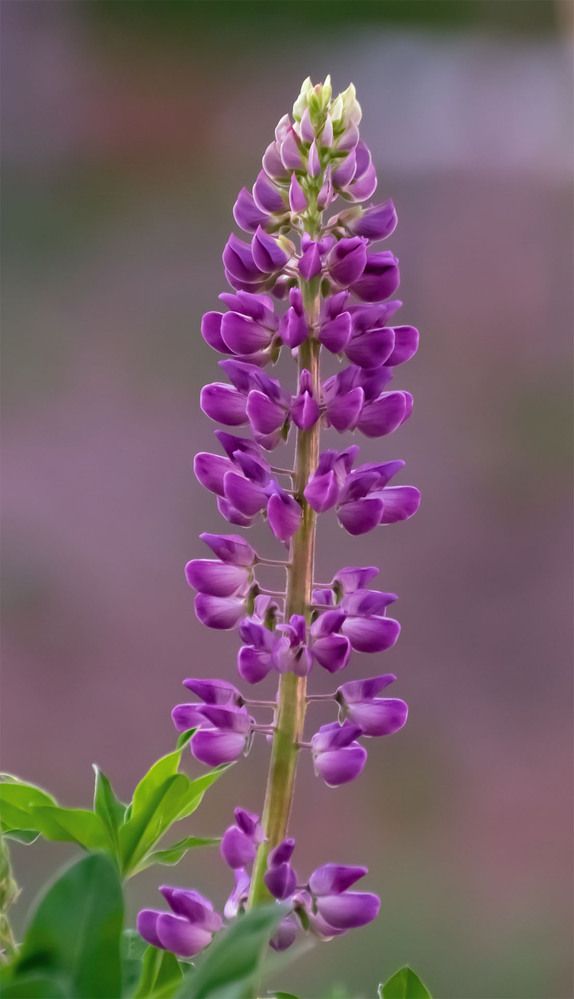 Photograph by Пушкин Сергей