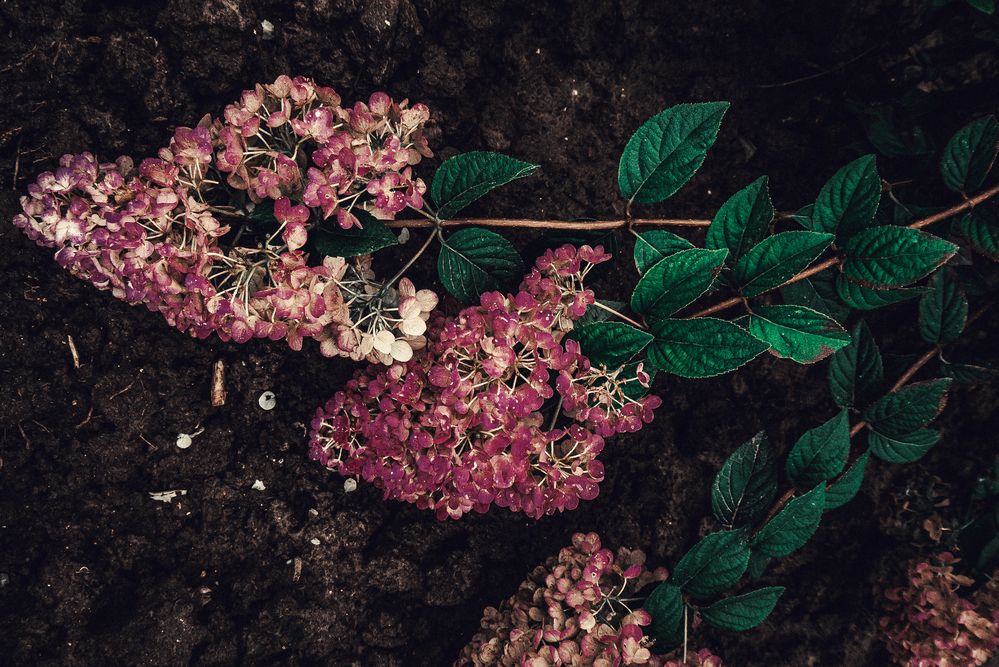 Photograph by Максим Торохов