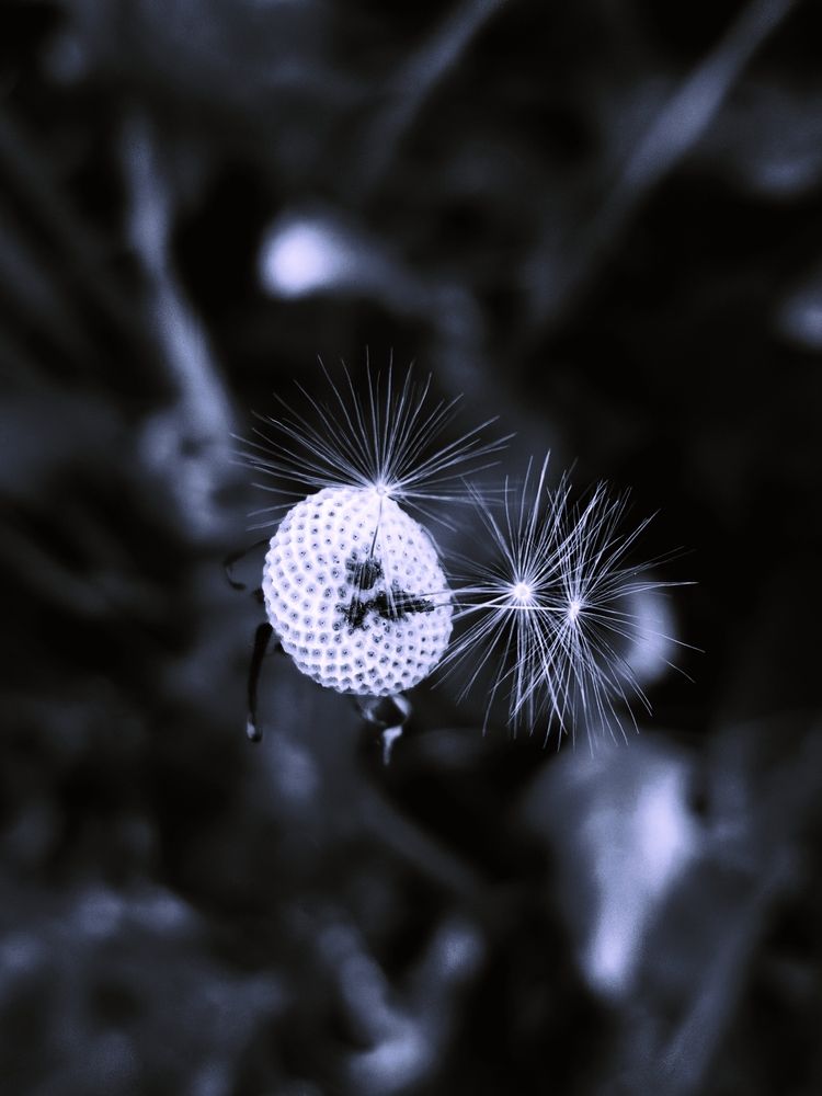 Jedny z posledních .