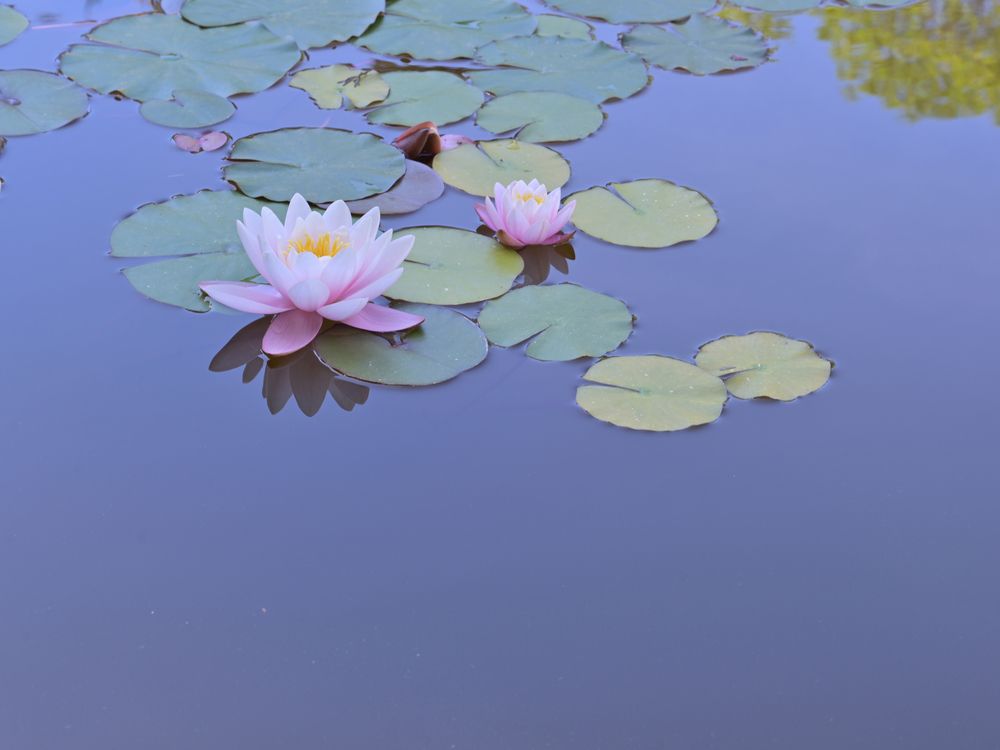 Photograph by Андрей Прищепин