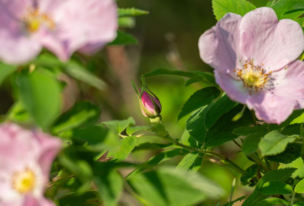 Photograph by Альварис Сукманюк