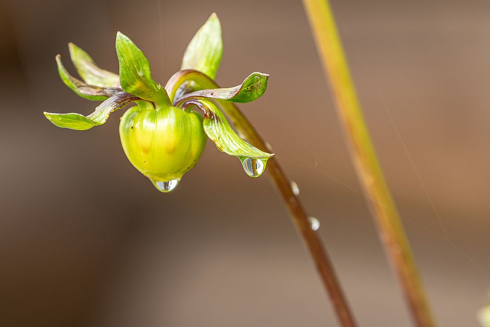 Photograph by Альварис Сукманюк