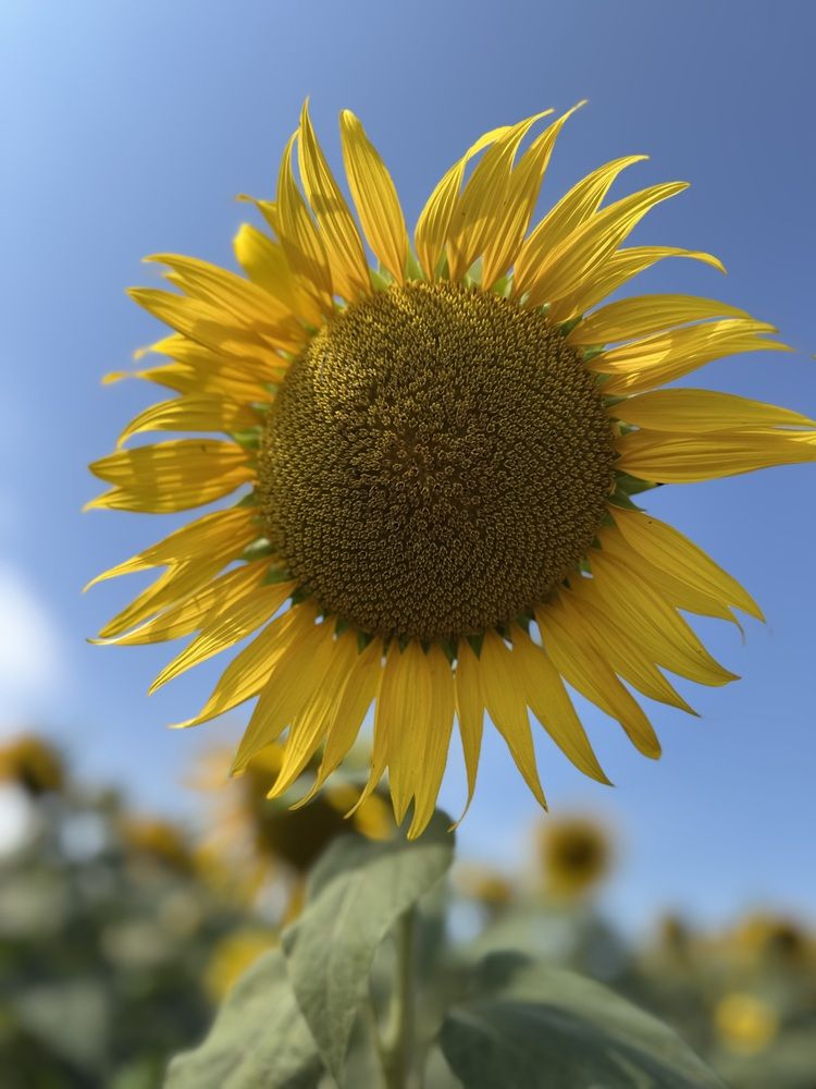 Photograph by Бойкова Наталия