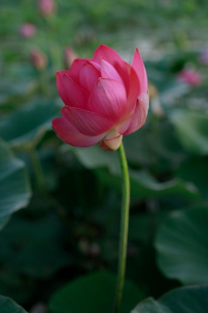 Фотография автора Александра Асаулко