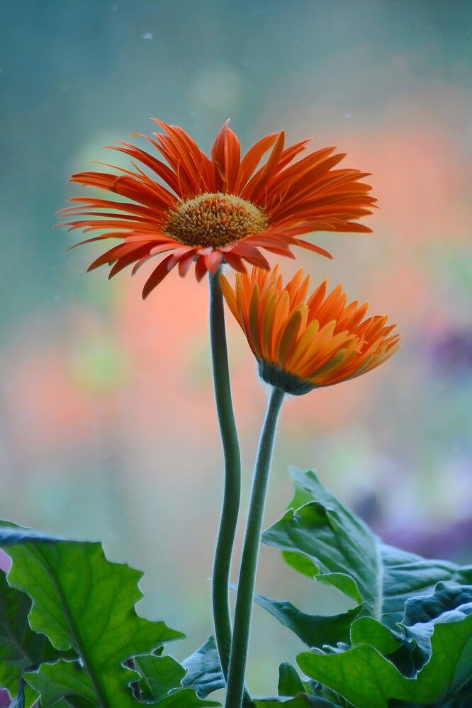 Photograph by София Бояринцева