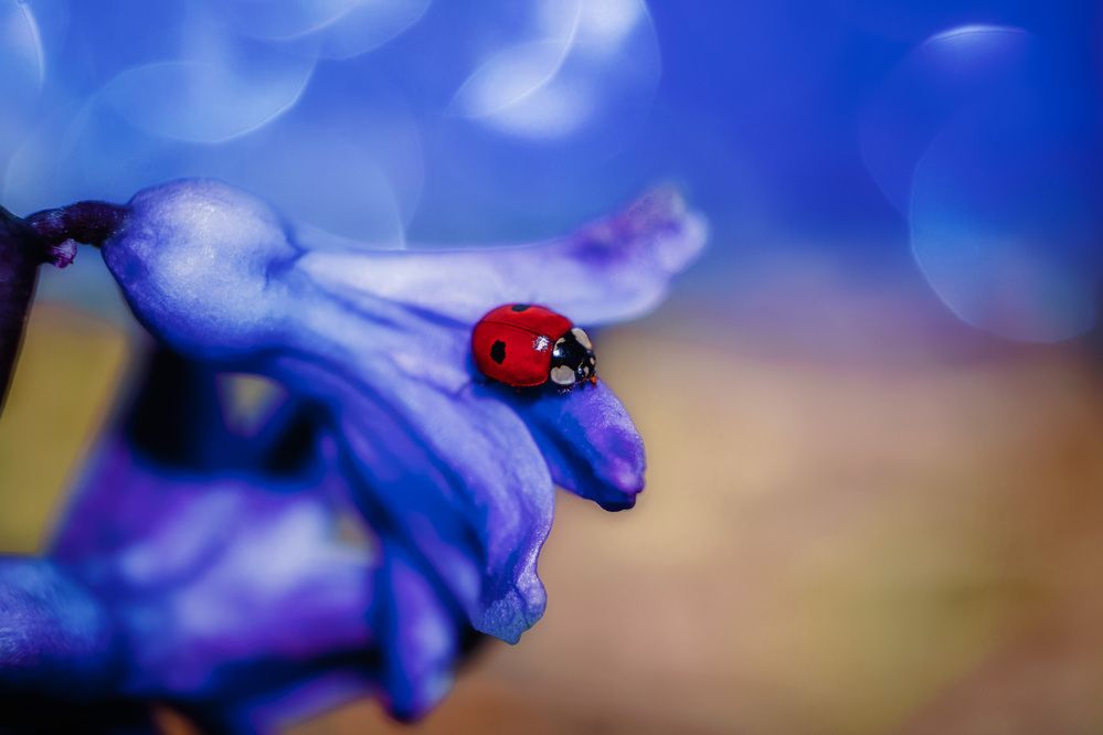 Photograph by Алексей Широбоков