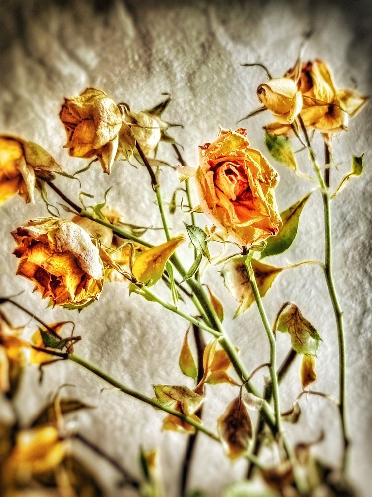 Photograph by Светлана Филина