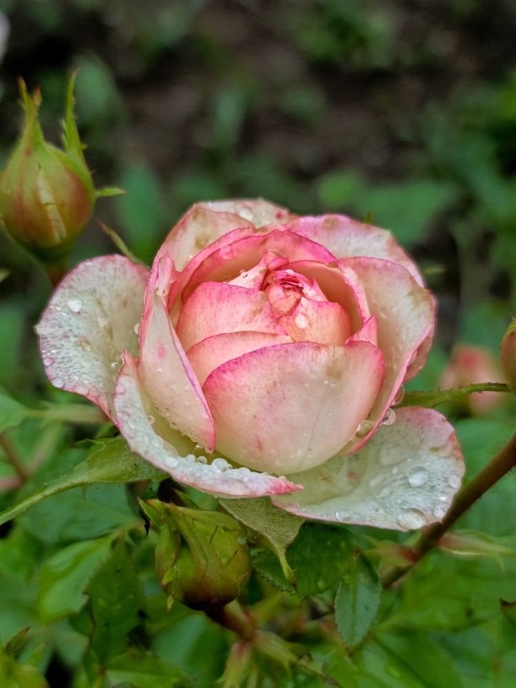 Photograph by Светлана Филина