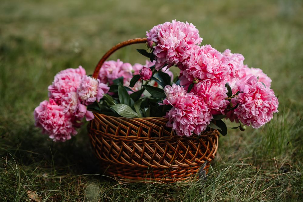 Photograph by Екатерина Будакова