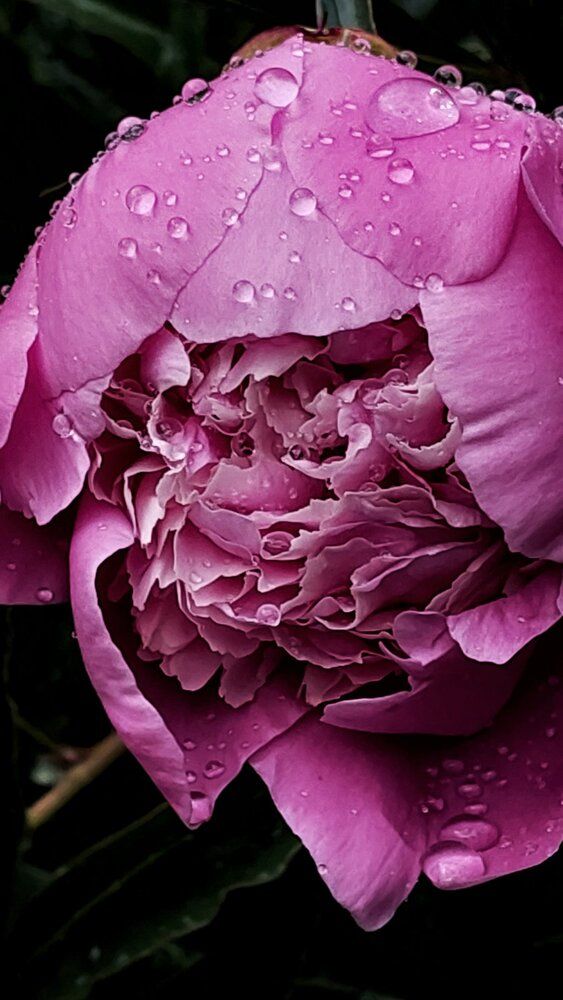 Photograph by Svitlana Usatenko