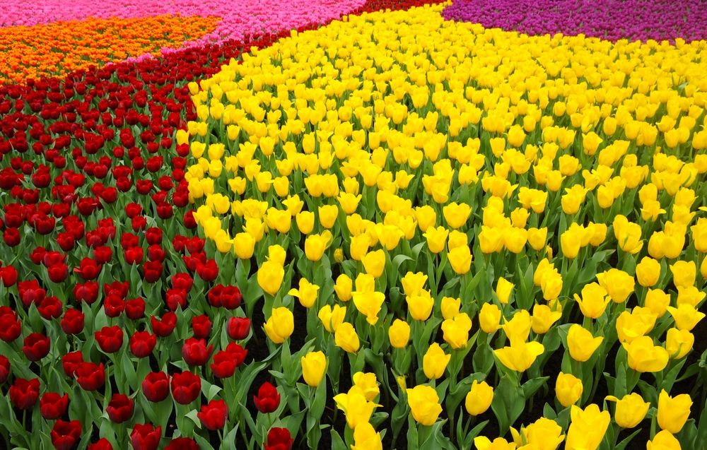 Tulips