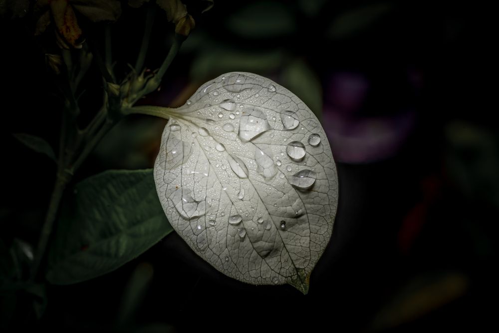 Photograph by Dino Von Valen